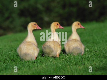 Three ducklings Stock Photo