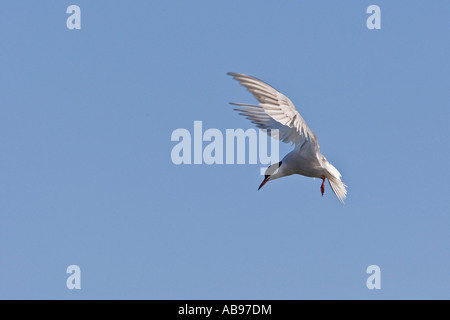 Common Tern Sterna hirundo hovering wings out with blue sky background Priory park Bedford Bedfordshire Stock Photo