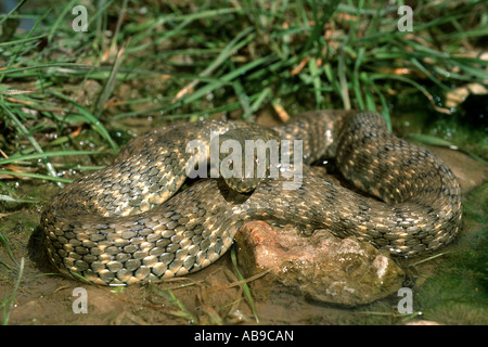 dice snake (Natrix tessellata), at the shore, Iran, Teheran, Laar Nationalpark Stock Photo