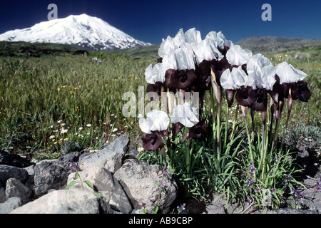 bearded iris (Iris elegantissima, Iris iberica ssp. elegantissima), White lily from Ararat, Turkey, Ararat Stock Photo