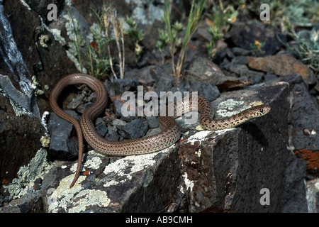 Dotted Dwarf Racer (Eirenis punctatolineatus), on rock, Iran, Zanjan ...
