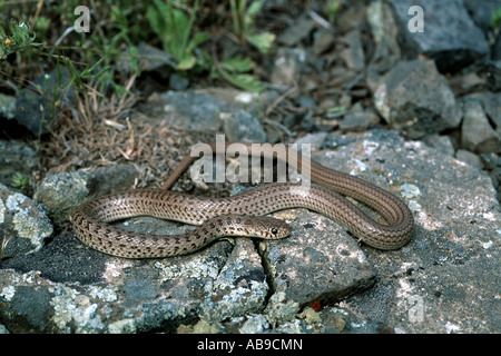 Dotted Dwarf Racer (Eirenis punctatolineatus), on rock, Iran, Zanjan ...