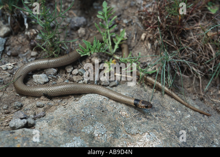 collared dwarf snake (Eirenis collaris), in habitat, Iran, Elbrus Stock Photo