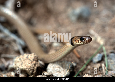 Collared dwarf snake (Eirenis collaris). A snake with head raised and ...