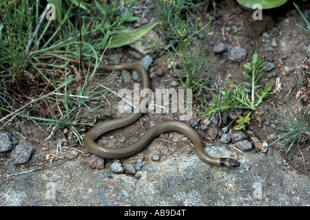 collared dwarf snake (Eirenis collaris), in habitat, Iran, Kurdistan, Elbrus Stock Photo