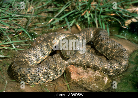 dice snake (Natrix tessellata), dice snake in Laar valley, Iran, Teheran, Laartal, Elbruz Stock Photo