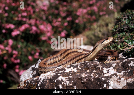 four-lined snake, yellow rat snake (Elaphe quatuorlineata), portrait, Greece, Sporaden, Skyros Stock Photo