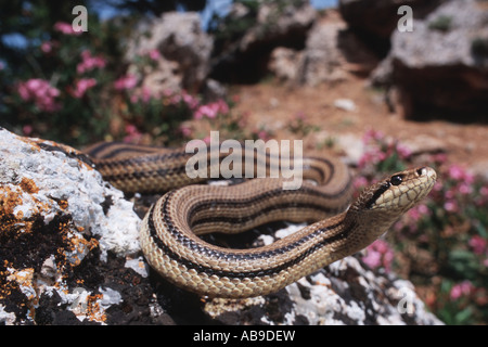 four-lined snake, yellow rat snake (Elaphe quatuorlineata), portrait, Greece, Skyros Stock Photo