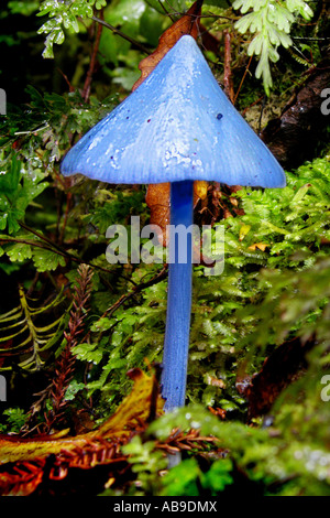 blue toadstool, Sky blue mushroom, Blue cap (Entoloma hochstetteri, Leptonia virescens), fruiting body, New Zealand, Abel Tasma Stock Photo