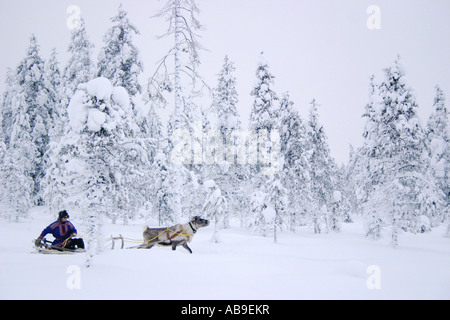 reindeer (Rangifer tarandus), reindeer sledge in snowy scenery, Finland, Lapland Stock Photo