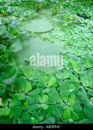 Giant lily pads Stock Photo