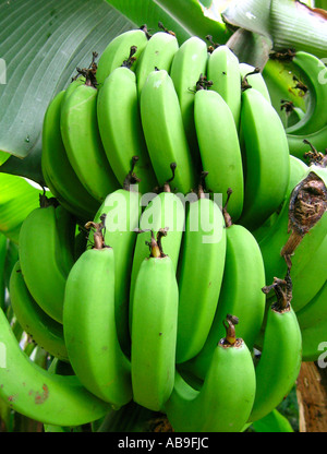 Unripe bananas hanging on palm Stock Photo