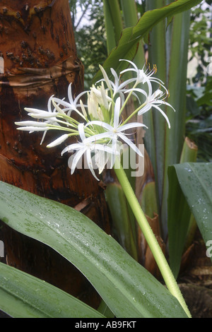 poisonbulb, crinum lily (Crinum asiaticum), inflorescence