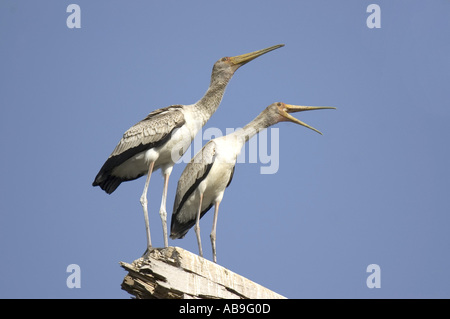 yellow-billed stork (Mycteria ibis), immature birds, Senegal, Casamance, Dez 04. Stock Photo