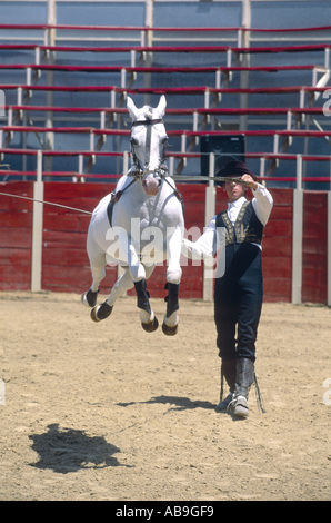 Training for horse. Jumping on the southern field with VPL from life ...
