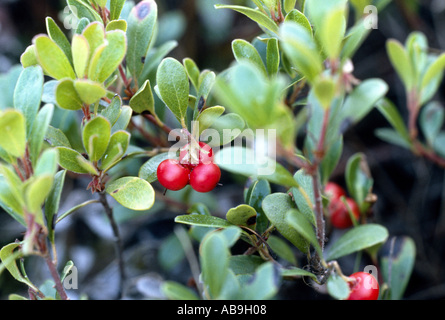 bearberry (Arctostaphylos uva-ursi), fruiting plant Stock Photo