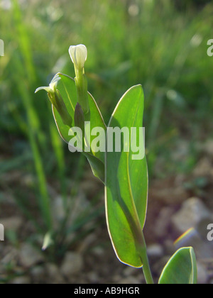 hare's-ear mustard (Conringia orientalis), blooming, Germany, Hesse Stock Photo