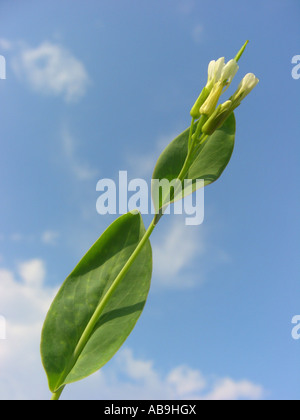 hare's-ear mustard (Conringia orientalis), blooming, Germany, Hesse Stock Photo