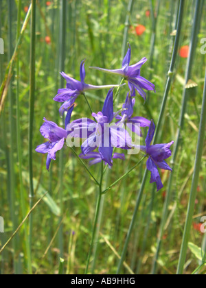 forking larkspur, field larkspur (Consolida regalis, Delphinium consolida), blooming in corn field, Germany, Hesse Stock Photo
