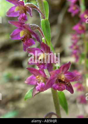 dark-red helleborine, royal helleborine (Epipactis atrorubens), flowers with ants, Germany Stock Photo