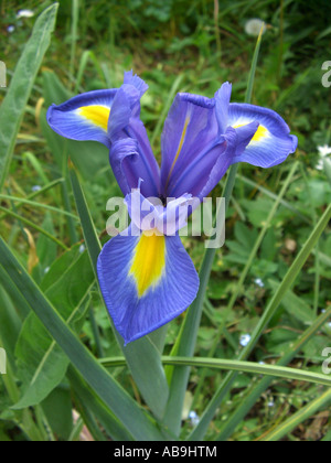 Dutch iris (Iris x hollandica, Iris hollandica), flower, blue flowering cultivar Stock Photo