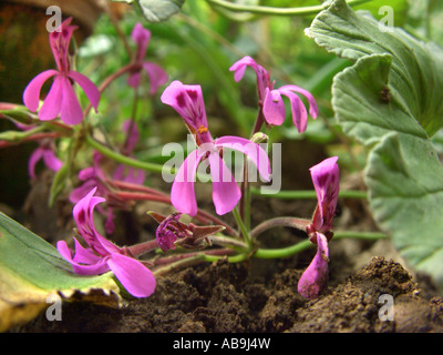 geranium (Pelargonium sidoides, Pelargonium reniforme), plant from which is made the medicament Umckaloabo, flowers Stock Photo