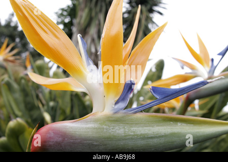 crane flower, bird of paradise flower, geel piesang (Strelitzia reginae), Spain, Canary Islands, La Gomera Stock Photo