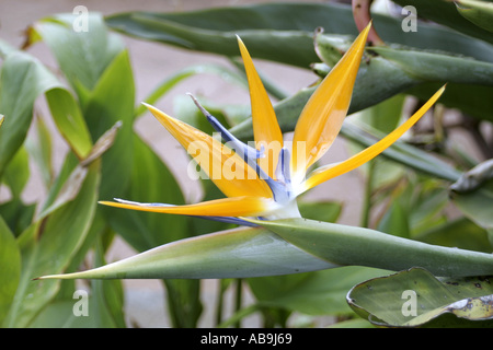 crane flower, bird of paradise flower, geel piesang (Strelitzia reginae), flower, Spain, Canary Islands, La Gomera Stock Photo