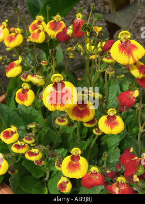 pocketbook plant, slipperwort, Yellow Slipperflower (Calceolaria biflora), blooming Stock Photo