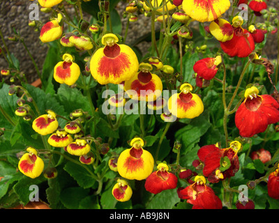 pocketbook plant, slipperwort, Yellow Slipperflower (Calceolaria biflora), blooming Stock Photo