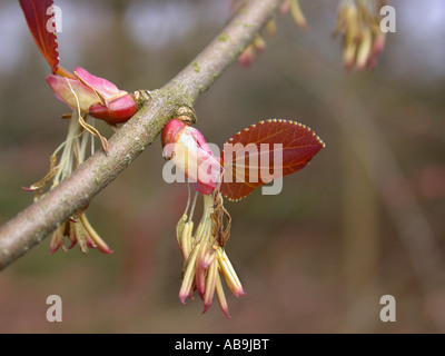 katsura tree (Cercidiphyllum japonicum), short shoots with male flowers Stock Photo