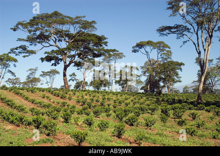 Young coffee trees planted under shade trees, Mweka, Tanzania Stock Photo