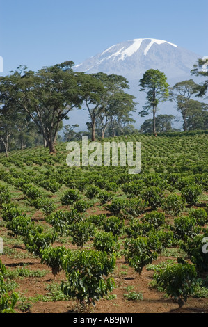 Young coffee trees planted with irrigation system - Coffea arabica - Kilimanjaro Tanzania Stock Photo