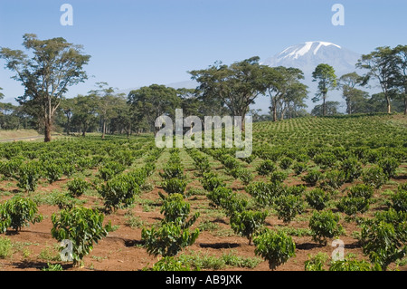 Young coffee trees planted with irrigation system - Coffea arabica - Kilimanjaro Tanzania Stock Photo