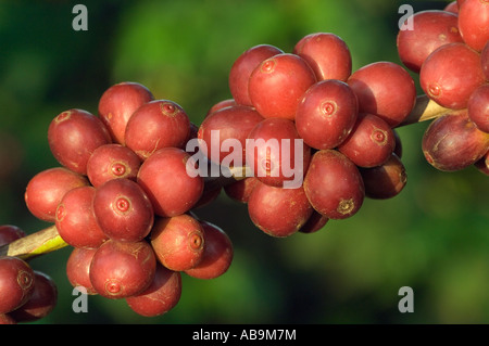 Cluster of ripe, red  Coffee berries, ready to be harvested, Coffea arabica Mweka Tanzania Stock Photo