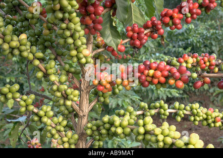 Coffee tree, Coffea arabica, branches with coffee berries, close-up: red berries (ripe) green (immature), Tanzania Stock Photo