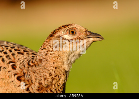 Common Pheasant female close up Stock Photo