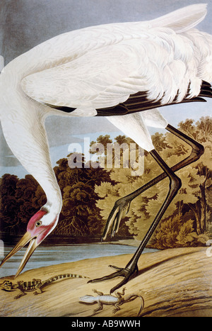 zoology, birds, Whooping Crane ((Grus americana), Aquatinta, 'The Birds of America' by John James Audubon, 1827 - 1838, private collection, Washington DC, , Stock Photo
