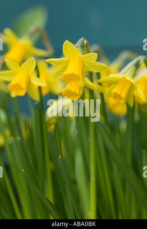 daffodil flower heads in groups of flowering plants Stock Photo