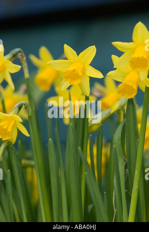 daffodil flower heads in groups of flowering plants Stock Photo
