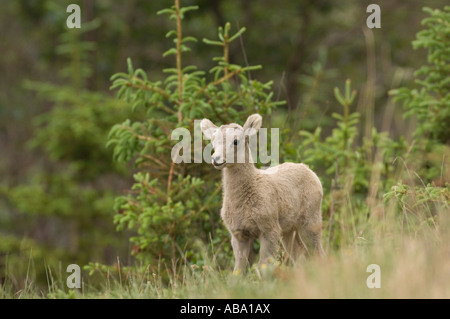 Bighorn Sheep baby Stock Photo