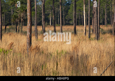 Pinelands in Sarasota County Florida Stock Photo - Alamy