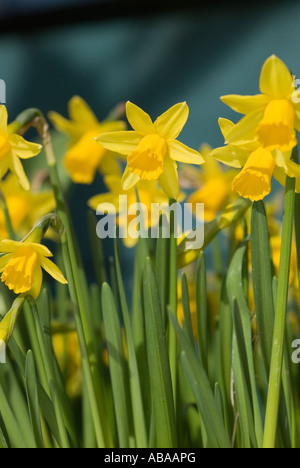daffodil flower heads in groups of flowering plants Stock Photo