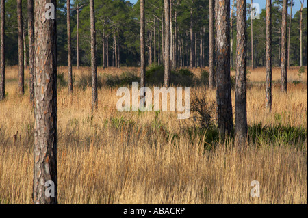 Pinelands in Sarasota County Florida Stock Photo - Alamy