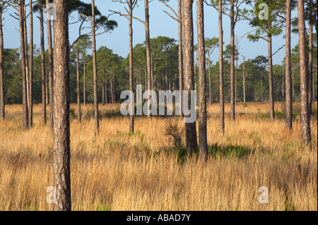 Pinelands in Sarasota County Florida Stock Photo - Alamy