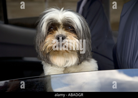 Lhasa Apso Dog Stock Photo