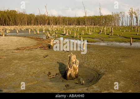 Sea level rise covering mangrove roots with sand killing mangrove forests of Sunderbans, Kotka Bangladesh. Stock Photo