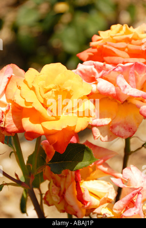 Rose CHRIS EVERT Stock Photo - Alamy