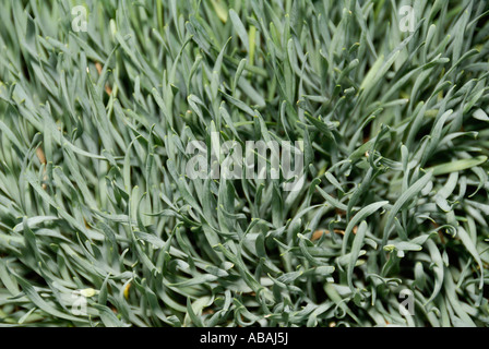 Curly Chives Herb Stock Photo