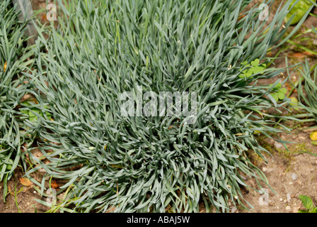 Curly Chives Herb Stock Photo